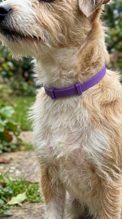 Foto cliente ZenPets