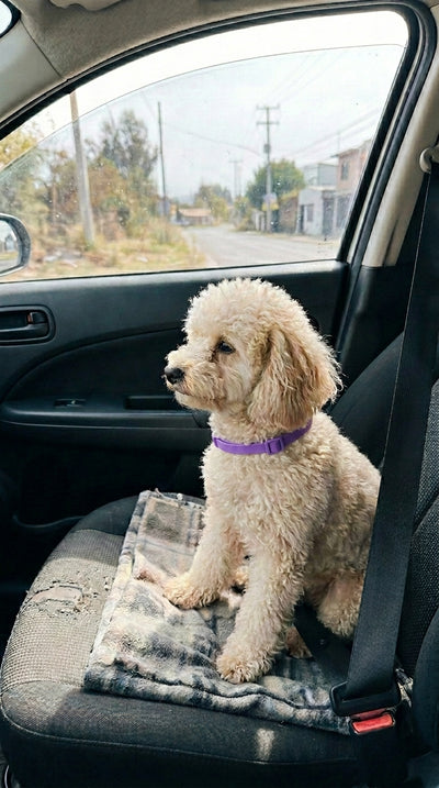 Foto cliente ZenPets