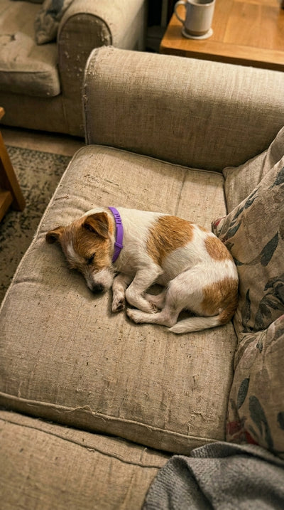 Foto cliente ZenPets