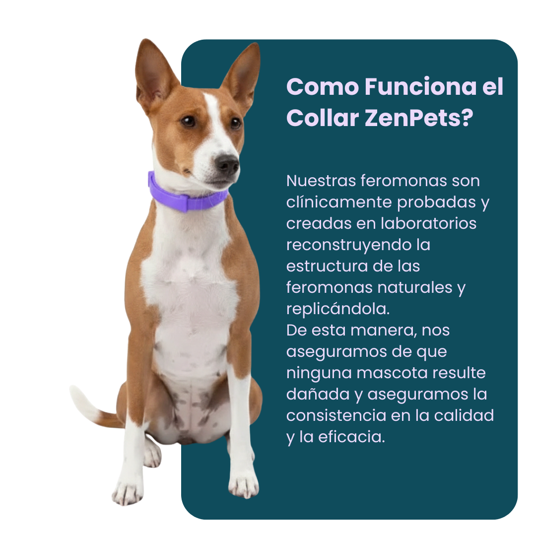 Collar Calmante Natural ZenPets® - 30 Dias