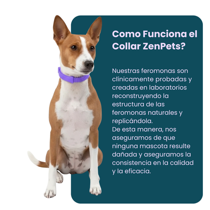 Collar Calmante Natural ZenPets® - 30 Dias